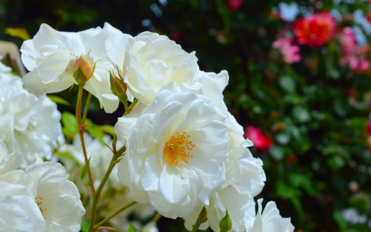 1688465 (a): :2560x1602
